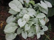 Syngonium sølvfarvede Plante