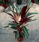 brokig  Triostar, Aldrig Aldrig Växt (Stromanthe sanguinea) foto