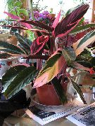 gesprenkelt Zimmerpflanzen Triostar, Nie-Nie-Anlage (Stromanthe sanguinea) foto