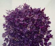 Tradescantia,  violetinė augalas