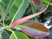 žalias Vidinis augalai Figmedis (Ficus) nuotrauka
