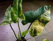 pestriț Plante de interior Filodendron Liana (Philodendron  liana) fotografie
