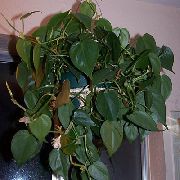 зялёны Хатнія расліны Філадэндрон Ліяна (Philodendron  liana) фота