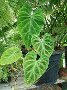 緑色 屋内植物 フィロデンドロンの蔓 (Philodendron  liana) フォト
