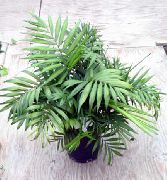 zelená Izbové Rastliny Filodendron Liana (Philodendron  liana) fotografie