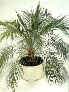 Date Palm grænt Planta