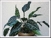 gesprenkelt Zimmerpflanzen Aglaonema, Silber Immergrüne  foto