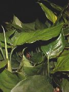 zelena Sobne biljke Aglaonemu, Srebrna Zimzelena (Aglaonema) foto