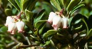 blanc Fleur Bearberry, Kinnikinnick, Manzanita (Arctostaphylos uva-ursi) photo