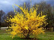 ყვითელი ყვავილების Forsythia  ფოტო