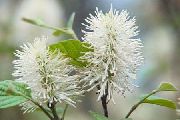 白  巫桤木，蜡瓣花 (Fothergilla) 照片