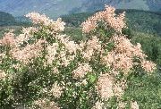 розе Цвет Крем Бусх, Оцеан Спраи (Holodiscus) фотографија
