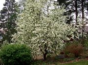 valge Lill Toomingas, Kirss Ploom (Prunus Padus) foto