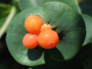 бео Цвет Орлови Нокти (Lonicera caprifolium) фотографија