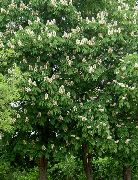 白 花 七叶树，板栗树 (Aesculus hippocastanum) 照片
