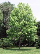 Лириодендрон тюльпанный (Тюльпанное дерево) 