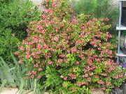 roze Cvijet Escallonia (Escallonia macrantha) foto