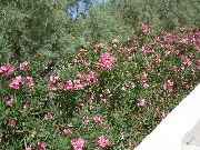 rosa Blomma Oleander (Nerium oleander) foto