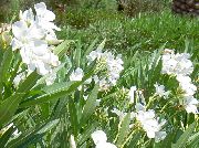 biela Kvetina Oleander (Nerium oleander) fotografie