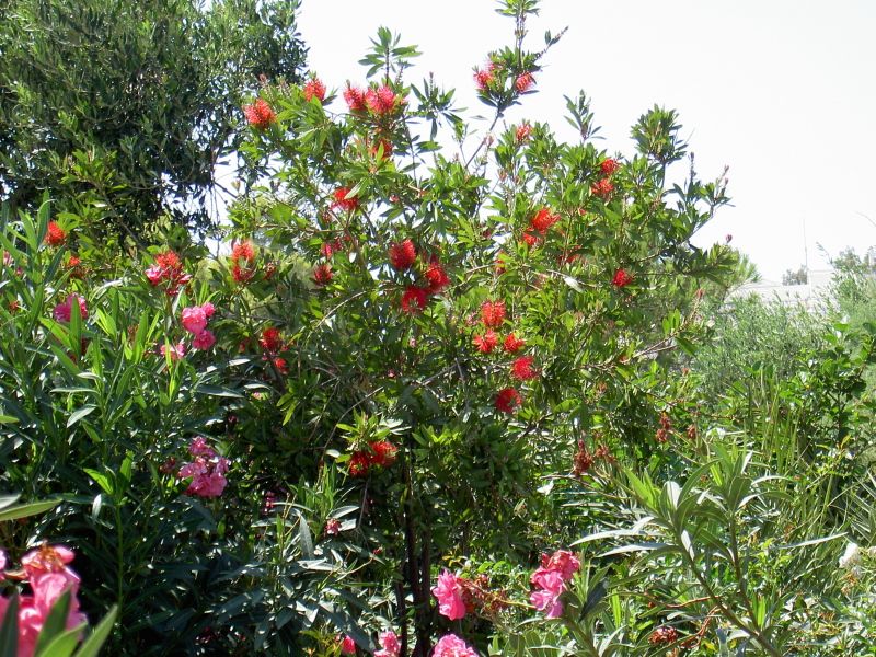 variable acquaintance Haiku Floare Perie Sticla (Callistemon) fotografie, caracteristici și semănat,  îngrijire și în creștere. flori de culoare: roz, galben, roșu, alb