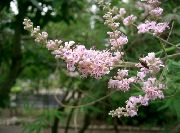 flowering shrubs and trees Chaste Berry, Hemptree, Agnus castus, Abraham's balm, Monk's Pepper Vitex agnus-castus