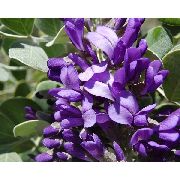 purple Bloem  (Sophora secundiflora, Calia secundiflora) foto