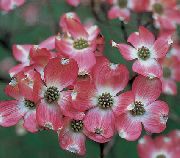 ვარდისფერი ყვავილების  (Cornus florida) ფოტო