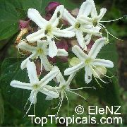 bianco Fiore  (Clerodendrum trichotomum) foto