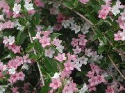ვარდისფერი ყვავილების Weigela  ფოტო
