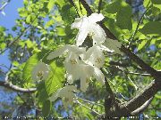 balts Zieds Silverbell, Sniegpulkstenīte Koks,  (Halesia) foto
