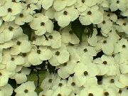 biały Kwiat Dereń Kousa, Chińczyk Dereń, Dereń Japoński (Cornus-kousa) zdjęcie