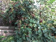 白 花 黑莓，荆棘 (Rubus fruticosus) 照片