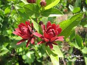 červená Kvetina Sladké Ker, Karolína Nové Korenie, Jahoda Ker, Bubba Bush, Sladká Betsy (Calycanthus) fotografie