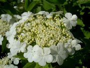 白  欧洲越橘琼花，雪球欧洲灌木，guelder玫瑰 (Viburnum) 照片