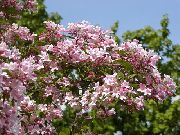 розов Цвете Красота Буш (Kolkwitzia) снимка