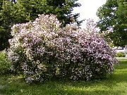 розов Цвете Красота Буш (Kolkwitzia) снимка