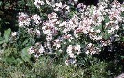 alb Floare Forsythia Alb, Abelia Coreeană (Abelia coreana) fotografie