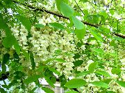 biela Kvetina False Acaciaia (Robinia-pseudoacacia) fotografie