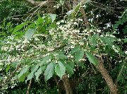 бял Цвете Maleberry (Lyonia) снимка