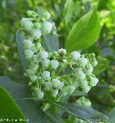 თეთრი ყვავილების Maleberry (Lyonia) ფოტო