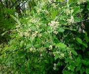 λευκό λουλούδι Αγριελιά, Κεράσι Silverberry, Goumi, Ασήμι Buffaloberry (Elaeagnus) φωτογραφία