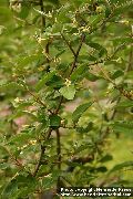 galben Floare Măslin Sălbatic, Cires Silverberry, Goumi, Buffaloberry Argint (Elaeagnus) fotografie