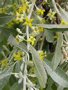 sarı çiçek Iğde, Kiraz Silverberry, Goumi, Gümüş Buffaloberry (Elaeagnus) fotoğraf
