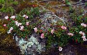 sārts Zieds Trailing Acālija, Alpine Acālija (Loiseleuria) foto