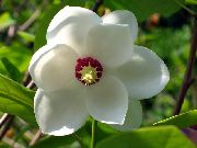hvit Blomst Magnolia  bilde