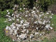 balts Zieds Magnolija (Magnolia) foto