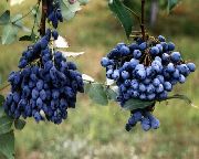 tamsiai mėlyna žiedas Oregonas Vynuogių, Oregonas Vynuogių Holly, Holly Salotinės Raugerškio (Mahonia) nuotrauka