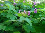 Violett-Blühende Himbeere, Thimbleberry rosa Blume