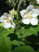 hvítur Blóm Fjólublátt-Flóru Hindberjum, Thimbleberry (Rubus) mynd