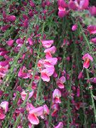 ვარდისფერი ყვავილების ცოცხი (Cytisus) ფოტო